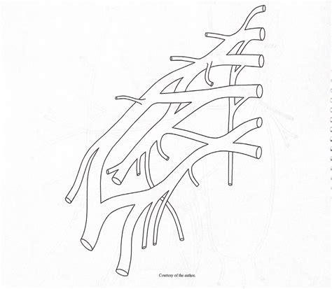 Pns Exam 3 Brachial Plexus Diagram Quizlet