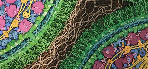 Новости — Кафедра микробиологии