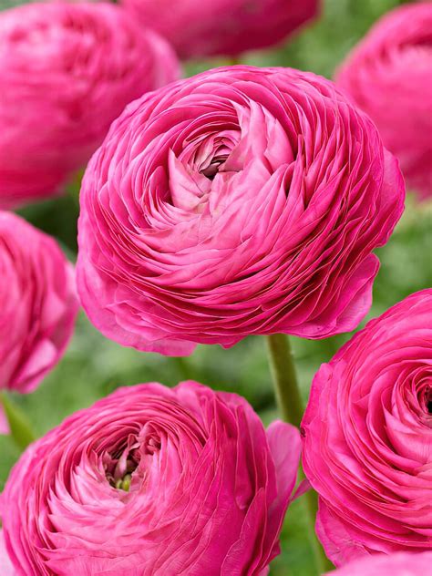 Ranunculus Pink Ranunculus Bulbs Dutchgrown™ Uk