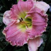 Photo Of The Bloom Of Daylily Hemerocallis White Noise Posted By