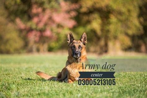 Significance of Military Canine Training Army Dog Centers