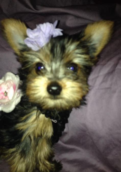 Yorkshire Terrier For Sale In Benton County Petzlover