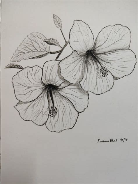 Pencil Sketch Of Hibiscus Flower A Step By Step Guide For Beginners