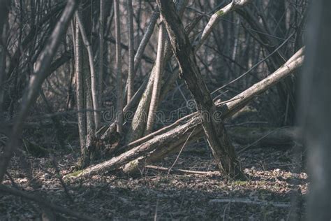 Naked Pine Tree Forest Before Winter Vintage Retro Look Stock Image Image Of Colors Tree