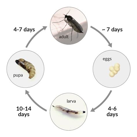 Fungus Gnats: Control & Prevention for Carnivorous Plants | Curious Plant