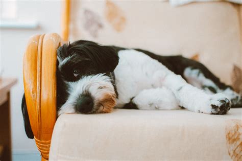 Je Hond Alleen Thuis Laten Dit Moet Je Weten Wanneer Dit Moeilijk Gaat