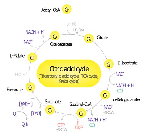 Diagram Of The Citric Acid Cycle