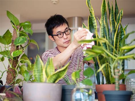 7 Science-Backed Benefits of Indoor Plants