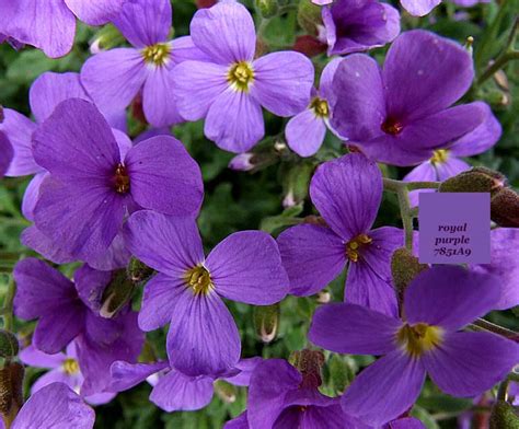 terms  colour natures purple feast blooms  blossoms