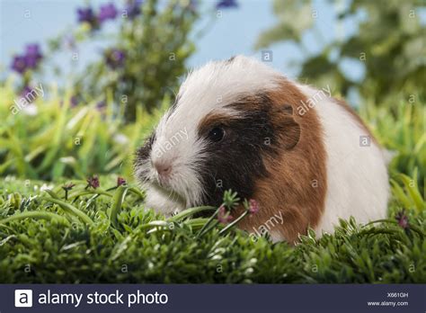 Kleine Schweizer Teddy Meerschweinchen Stockfotografie Alamy