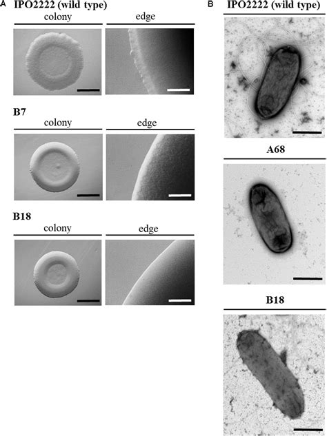 Frontiers Oxygen Availability Influences Expression Of Dickeya Solani Genes Associated With