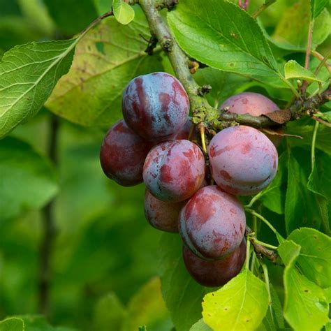 Mandarin Tree Prune Fruit Homegrown Fruits Image Oranges Flowering