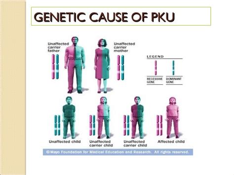 Phenylketonuria Pku