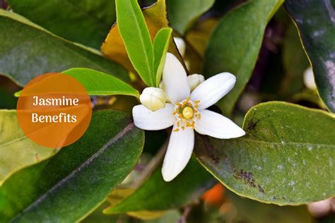 Jasmine Tea Benefits: Queen of Flowers With Wonderful Health Benefits