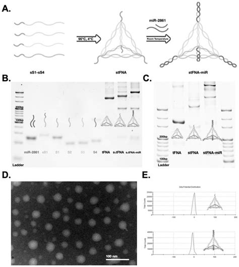 Microrna Nano Complex Based On Framework Nucleic Acid Material As Well