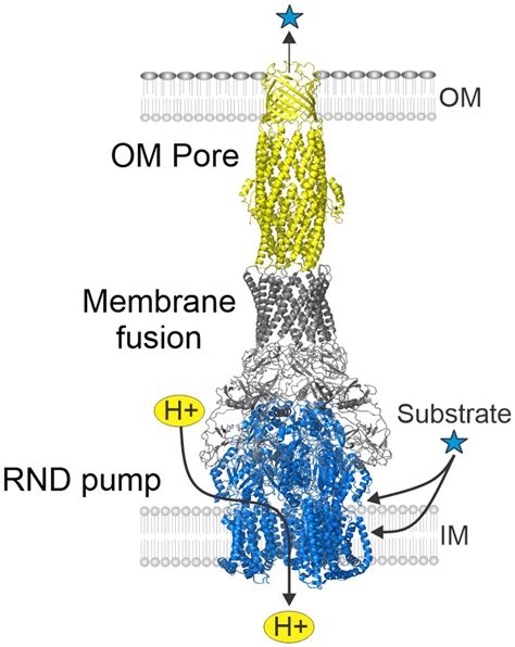 Frontiers Vibrio Cholerae Rnd Efflux Systems Mediators Of Stress Responses Colonization And