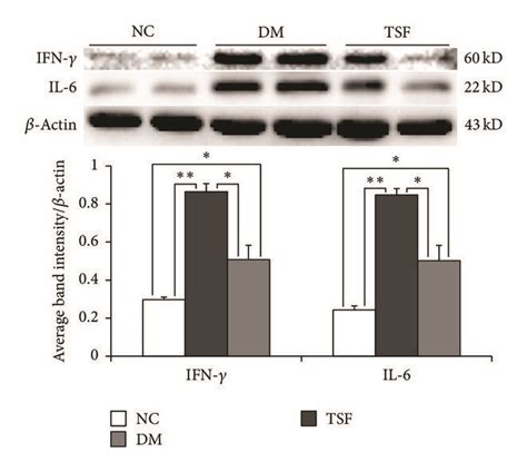 Western Blotting Results For A Nf κb B Ifn γ And Il 6 Expression