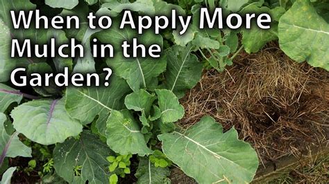 When To Top Up Mulch In Your Vegetable Garden Youtube