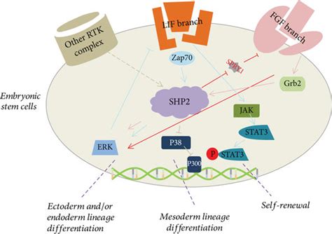 Shp2 Is A Molecular Switch Of Esc Self Renewal Andor Differentiation