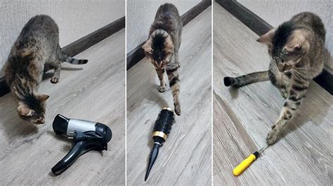 Funny cat reactions to different objects! - YouTube