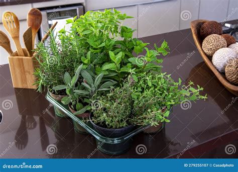 Variety Of Aromatic Culinary Herbs In Vases Over The Sink In A Modern