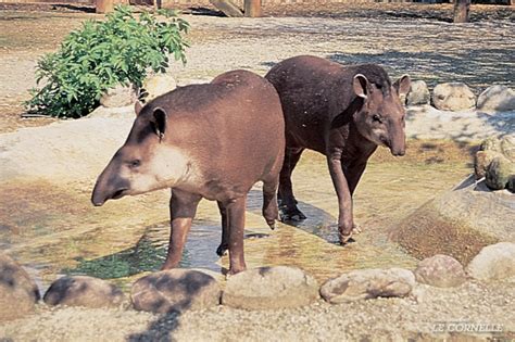 SOUTH AMERICAN TAPIR - Parco Faunistico Le Cornelle