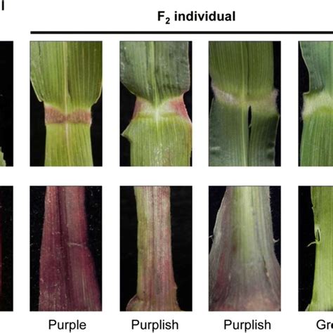 color variations  pulvinus  leaf sheath    parental lines