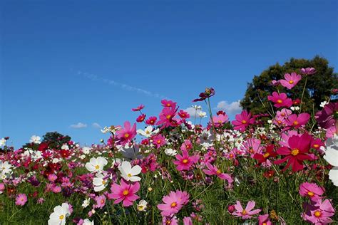 【2024年】関西今が見頃の秋桜コスモスが見れる大阪・兵庫のスポット