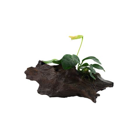 Anubias Barteri Var Nana