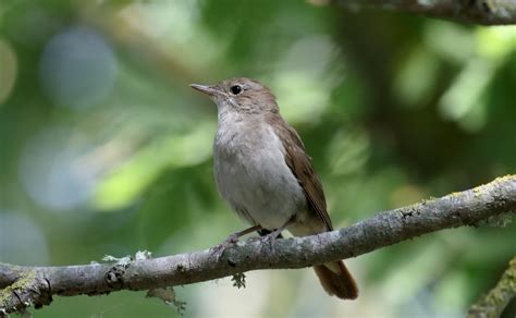 Nightingale Facts: Identification, Diet, Migration Info etc ...