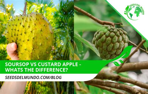 Soursop Vs Custard Apple The Difference Seeds Del Mundo