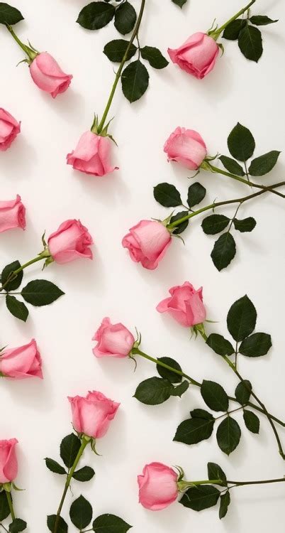 Pink Roses 402x750 Download Hd Wallpaper Wallpapertip