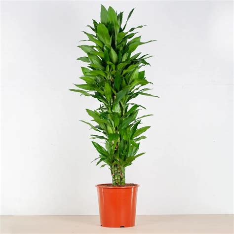 Dracaena Fragrans Janet Lind Kopen Plantje Nl