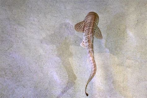 Juvenile Zebra Shark Underwater Portrait Swimming In Shallow Waters