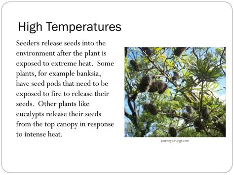 PPT - Maintaining a Balance Topic 5: Temperature Regulation in Plants PowerPoint Presentation ...