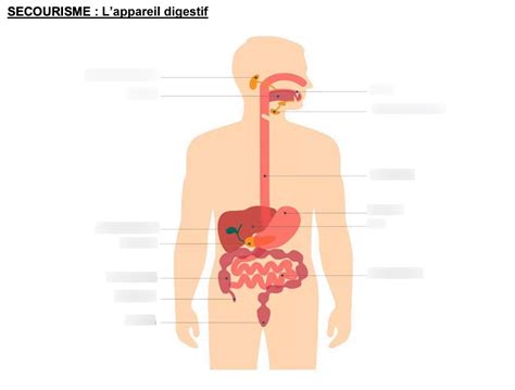 Diagramme De L Appareil Digestif Quizlet