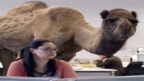 Geico Hump Day Meme