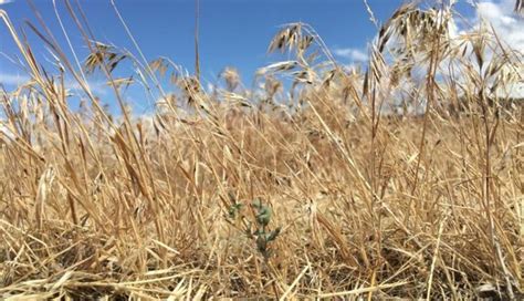 Utah Other Western States Battle Invasive Grasses That Create Tinderbox Gephardt Daily