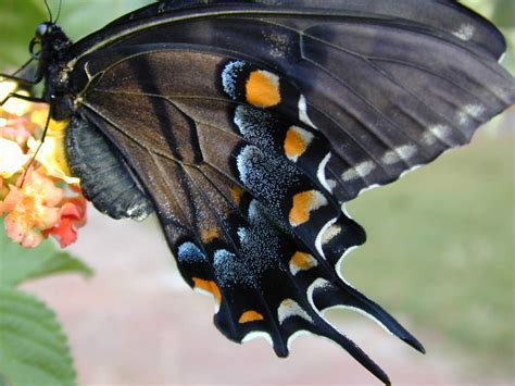 Butterflies Of North Carolina