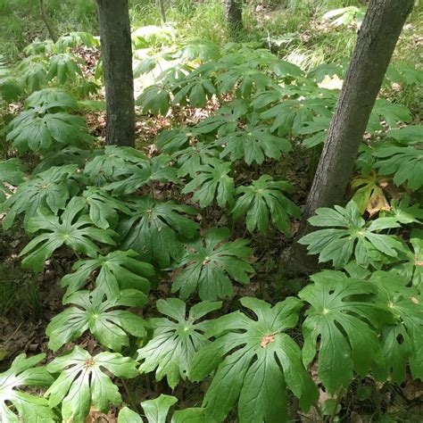 Photo Of Mayapple Podophyllum Peltatum Uploaded By FirnGully Woodland