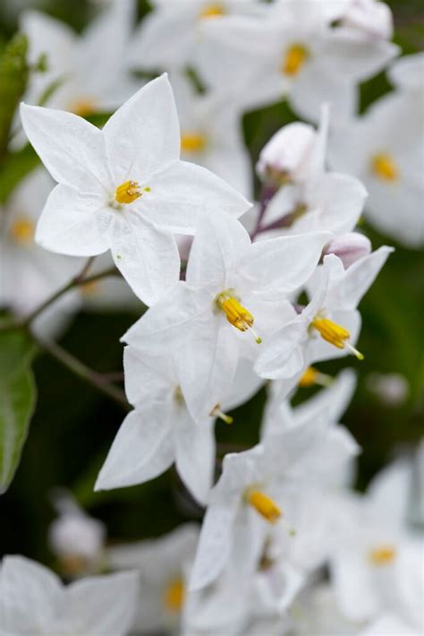 Solanum Laxum Album White Potato Vine Climber Wall Shrub RHS Gardening