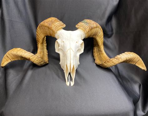 ram animal head skull