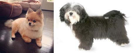 Pomeranian vs Havanese - Breed Comparison | MyDogBreeds