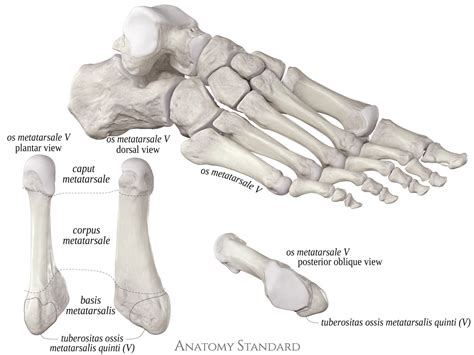 Anatomy Standard - Drawing Fifth metatarsal bone - Latin labels ...