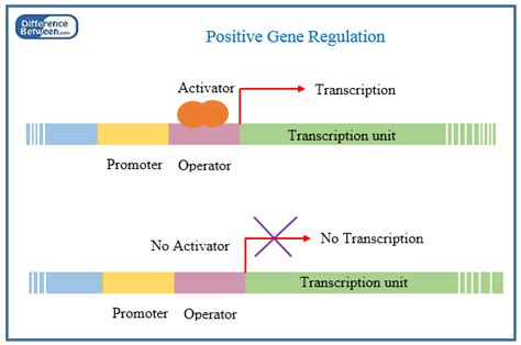 Difference Between Positive And Negative Gene Regulation Compare The