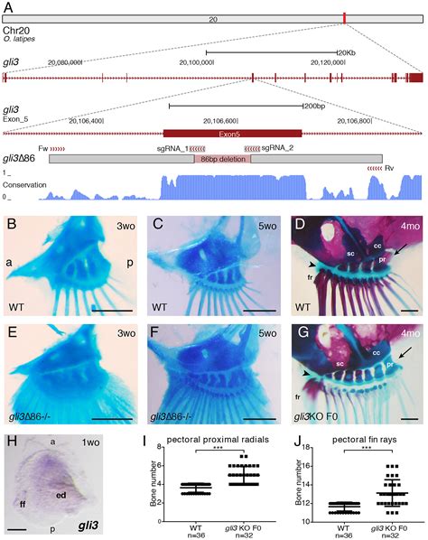 The Shh Gli Gene Regulatory Network Precedes The Origin Of Paired Fins