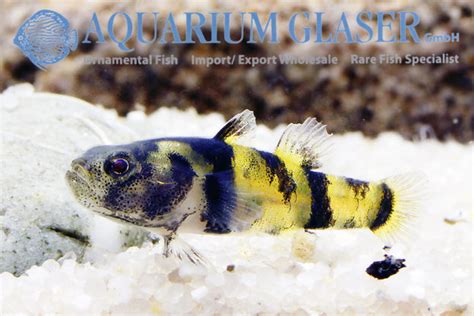 ozelot - Aquarium Glaser GmbH