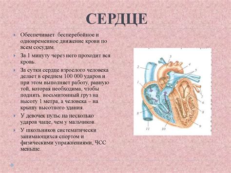 Регулирование физической нагрузки по показателям частоты сердечных ...