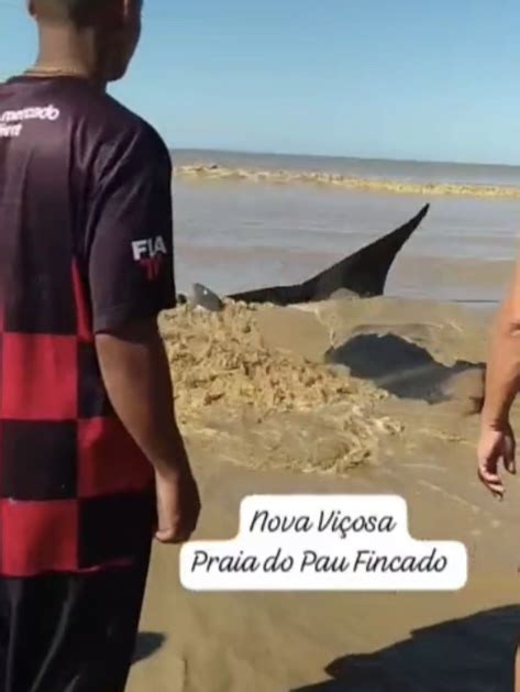 Grande Arraia encalha na praia do Pau Fincado em Nova Viçosa Apesar