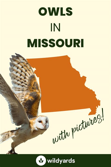 All 8 Owls In Missouri [with Sounds And Pictures]